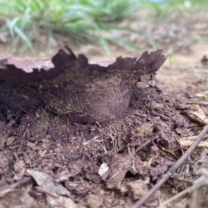 Calvatia cyathiformis at Hughes, ACT - 12 Mar 2020