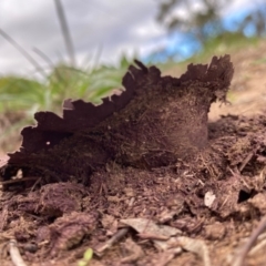 Calvatia cyathiformis at Hughes, ACT - 12 Mar 2020