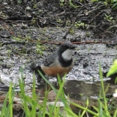 Pachycephala rufiventris (Rufous Whistler) at Deakin, ACT - 12 Mar 2020 by JackyF