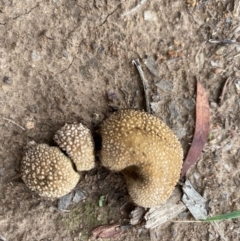 zz puffball at Hughes Grassy Woodland - 11 Mar 2020 by LisaH