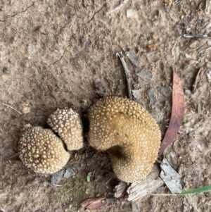 zz puffball at Hughes, ACT - 12 Mar 2020