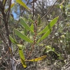 Hakea dactyloides (Finger Hakea) at Mongarlowe, NSW - 9 Mar 2020 by LisaH