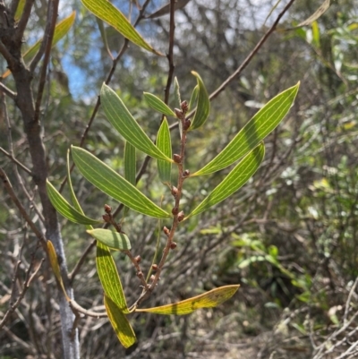 Hakea dactyloides (Finger Hakea) at Mongarlowe River - 9 Mar 2020 by LisaH