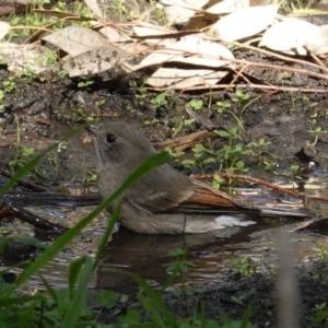 Pachycephala pectoralis at Deakin, ACT - 12 Mar 2020