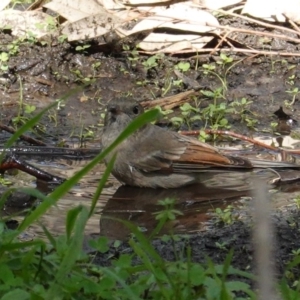 Pachycephala pectoralis at Deakin, ACT - 12 Mar 2020