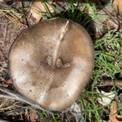 zz agaric (stem; gills white/cream) at Mongarlowe, NSW - 9 Mar 2020 by LisaH