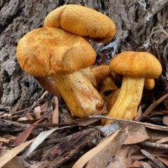 Gymnopilus junonius (Spectacular Rustgill) at Mongarlowe, NSW - 9 Mar 2020 by LisaH