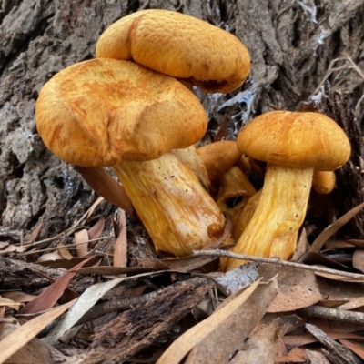 Gymnopilus junonius (Spectacular Rustgill) at Mongarlowe River - 9 Mar 2020 by LisaH