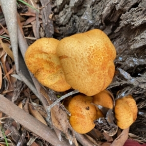 Gymnopilus junonius at Mongarlowe, NSW - 9 Mar 2020 12:00 PM