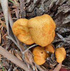 Gymnopilus junonius at Mongarlowe, NSW - 9 Mar 2020