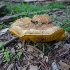 Phylloporus sp. (Phylloporus sp.) at Red Hill Nature Reserve - 12 Mar 2020 by JackyF