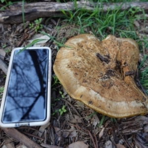 Phylloporus sp. at Deakin, ACT - 12 Mar 2020