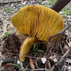 Phylloporus sp. (Phylloporus sp.) at Red Hill Nature Reserve - 7 Mar 2020 by LisaH