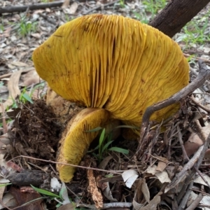 Phylloporus sp. at Deakin, ACT - 7 Mar 2020