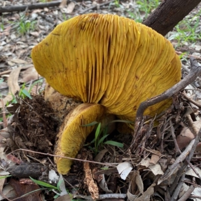 Phylloporus sp. (Phylloporus sp.) at Deakin, ACT - 7 Mar 2020 by LisaH