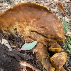 Phylloporus sp. at Deakin, ACT - 7 Mar 2020 11:29 AM