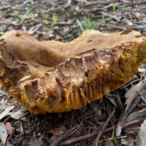 Phylloporus sp. at Deakin, ACT - 7 Mar 2020