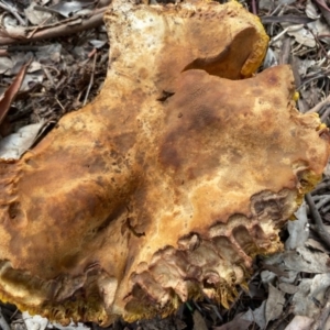 Phylloporus sp. at Deakin, ACT - 7 Mar 2020 11:29 AM