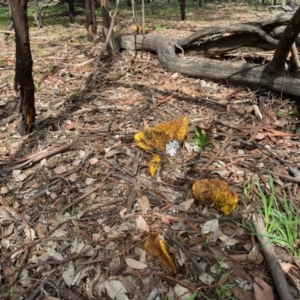 Phylloporus sp. at Deakin, ACT - 7 Mar 2020