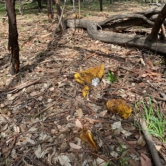 Phylloporus sp. at Deakin, ACT - 7 Mar 2020