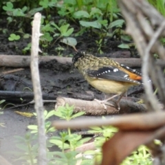 Pardalotus punctatus (Spotted Pardalote) at Red Hill Nature Reserve - 12 Mar 2020 by JackyF