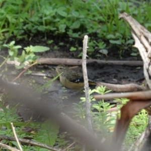 Pardalotus punctatus at Deakin, ACT - 12 Mar 2020