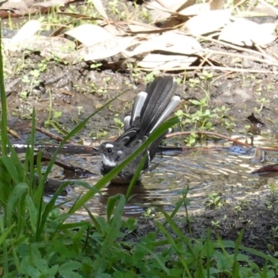 Rhipidura albiscapa (Grey Fantail) at Deakin, ACT - 12 Mar 2020 by JackyF