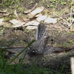 Rhipidura albiscapa at Deakin, ACT - 12 Mar 2020