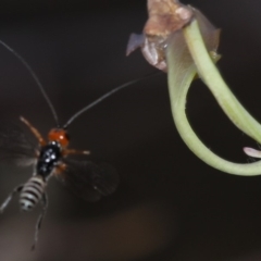 Braconidae (family) (Unidentified braconid wasp) at Majura, ACT - 12 Mar 2020 by jb2602