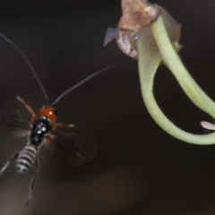 Braconidae (family) (Unidentified braconid wasp) at Mount Ainslie - 12 Mar 2020 by jbromilow50