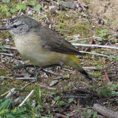 Acanthiza chrysorrhoa (Yellow-rumped Thornbill) at Red Hill Nature Reserve - 12 Mar 2020 by JackyF
