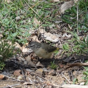 Acanthiza chrysorrhoa at Deakin, ACT - 12 Mar 2020