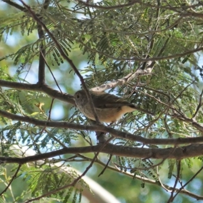 Acanthiza pusilla (Brown Thornbill) at Red Hill Nature Reserve - 12 Mar 2020 by JackyF