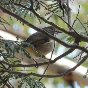 Acanthiza pusilla at Deakin, ACT - 12 Mar 2020