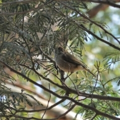 Acanthiza pusilla at Deakin, ACT - 12 Mar 2020