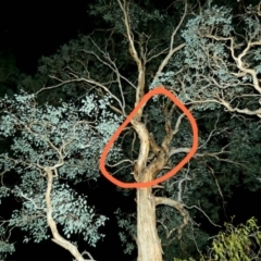 Petaurus notatus (Krefft’s Glider, Sugar Glider) at Red Hill Nature Reserve - 12 Mar 2020 by Ct1000