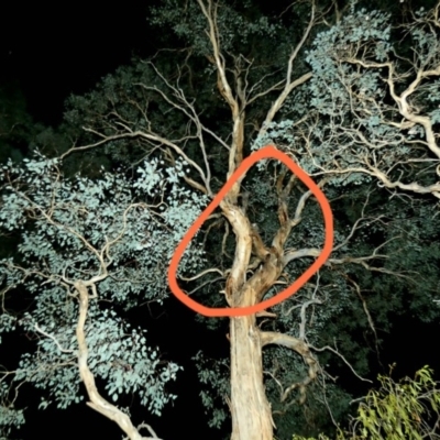 Petaurus notatus (Krefft’s Glider, Sugar Glider) at Red Hill Nature Reserve - 12 Mar 2020 by Ct1000