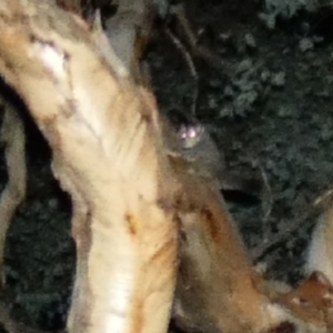 Petaurus notatus at Deakin, ACT - 12 Mar 2020