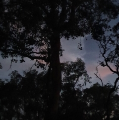 Petaurus notatus at Deakin, ACT - 12 Mar 2020