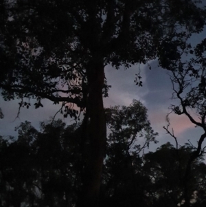 Petaurus notatus at Deakin, ACT - 12 Mar 2020