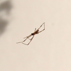 Latrodectus hasselti at Macarthur, ACT - 12 Mar 2020