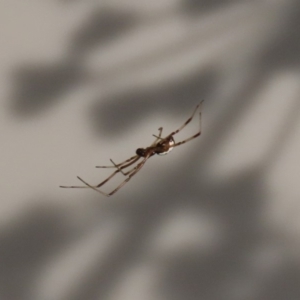 Latrodectus hasselti at Macarthur, ACT - 12 Mar 2020