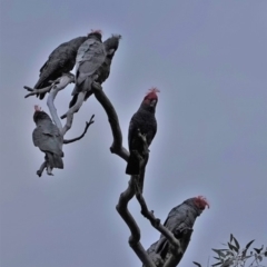 Callocephalon fimbriatum at Hughes, ACT - 10 Mar 2020