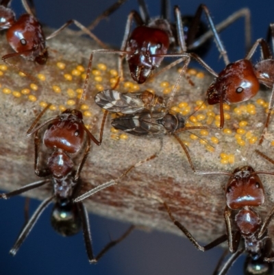 Acizzia acaciaedecurrentis (Early Green Wattle Psyllid) at Bruce, ACT - 8 Mar 2013 by Bron