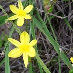 Tricoryne elatior (Yellow Rush Lily) at Kambah, ACT - 10 Mar 2020 by RosemaryRoth