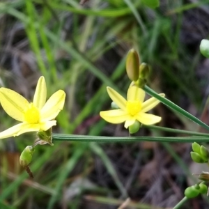 Tricoryne elatior at Kambah, ACT - 10 Mar 2020