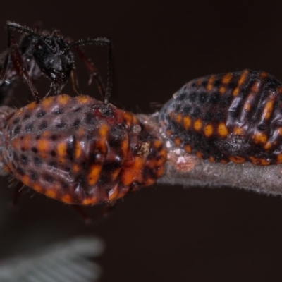 Icerya acaciae (Acacia mealy bug) at Bruce, ACT - 7 Mar 2013 by Bron