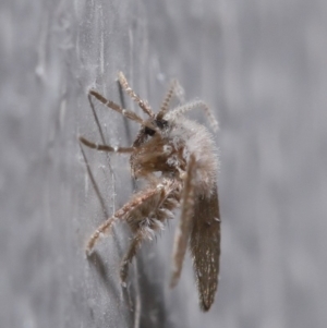 Psychodidae sp. (family) at Evatt, ACT - 10 Mar 2020