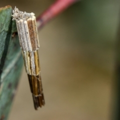 Lepidoscia arctiella (Tower Case Moth) at Bruce Ridge - 8 Mar 2013 by Bron