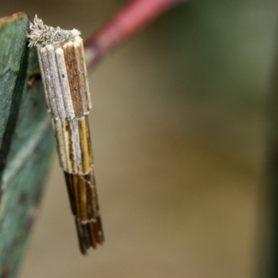 Lepidoscia arctiella (Tower Case Moth) at Bruce, ACT - 8 Mar 2013 by Bron